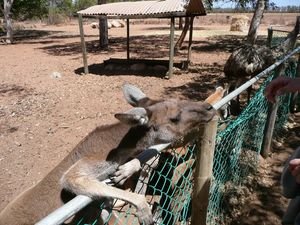 More kangaroos..