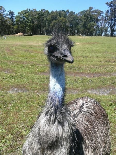 Up close and personal with an Emu