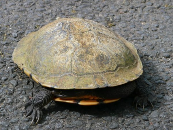 A slightly scared turtle | Photo