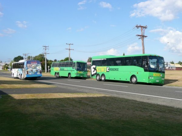 Kiwi and Magic Buses