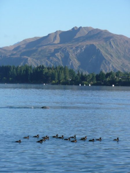 Early morning swimmers at Lake Wanaka