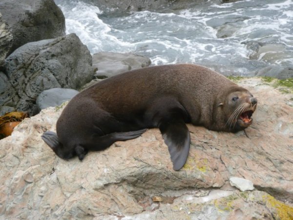 Seal Yawning