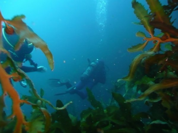 Divers in kelp