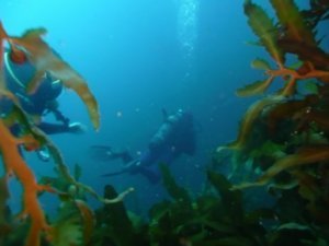 Divers in kelp