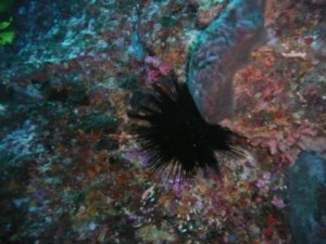 Sea Urchin of some sort