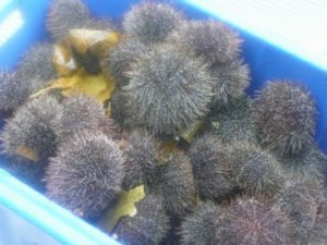 All the harvested sea urchins