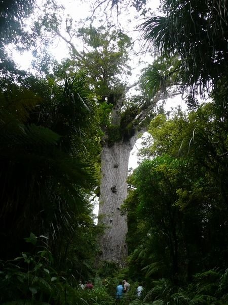 Tane Mahuta (biggest Kauri in NZ)
