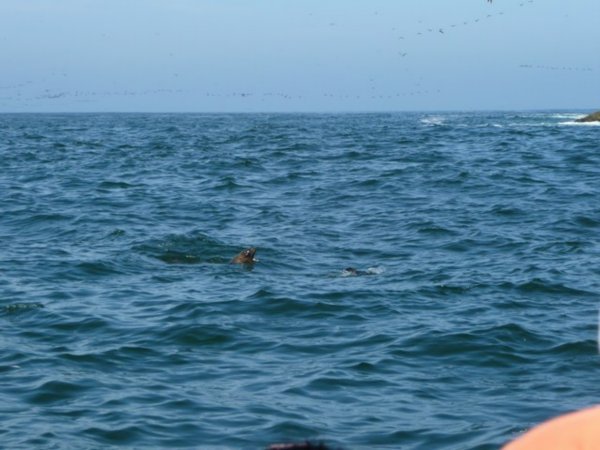 Sealion teaching cub to swim