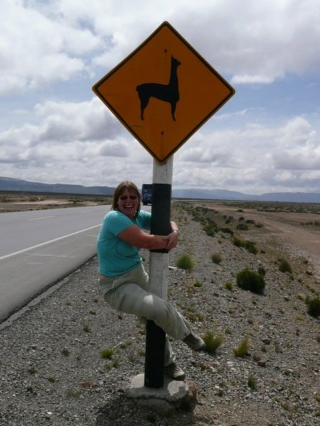 We got the kangaroo sign, so have to get the llama one!