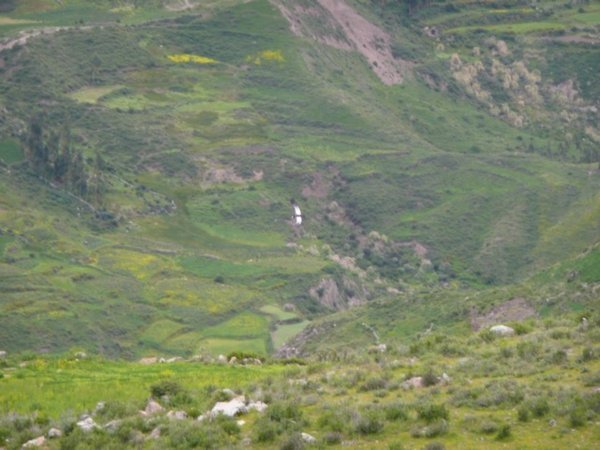 Condor spotted in the distance