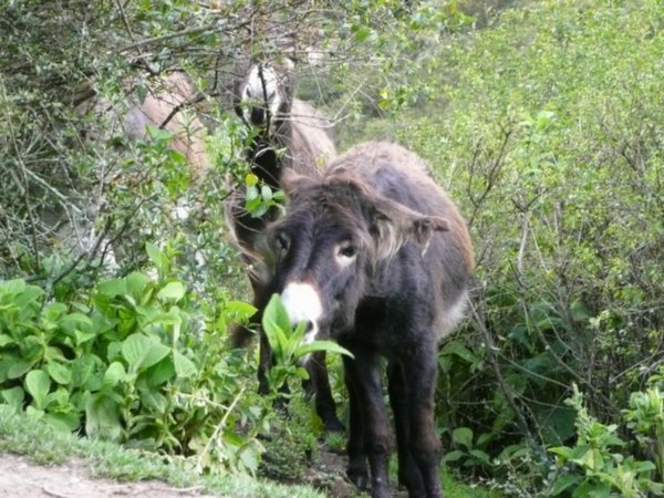 Donkey, day 2
