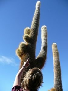 Look how big these cacti are!