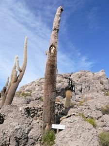 Cacti, over 1200 years old...!