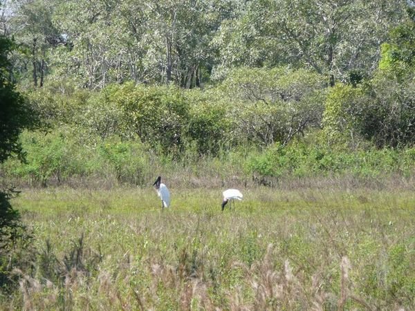 Big birds in the Pantanal