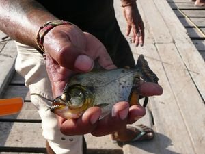 Next catch: Piranha