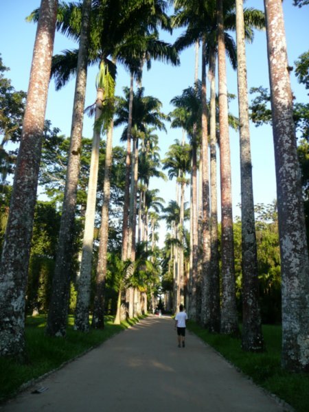 Tree avenue