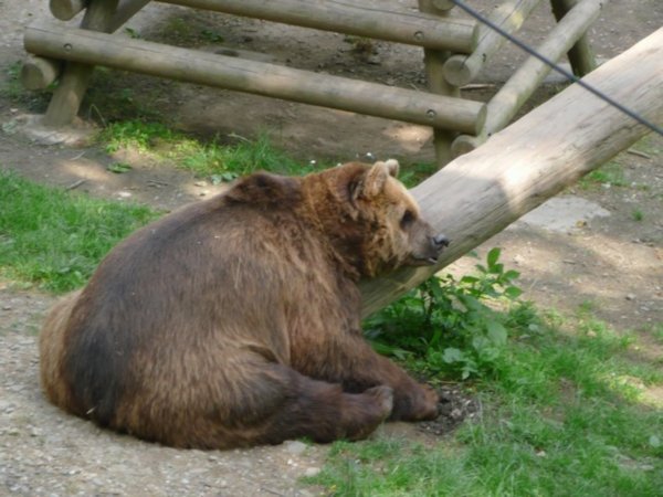 One of the Beroun bears