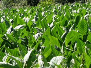 Tobacco plants - as far as the eye can see!