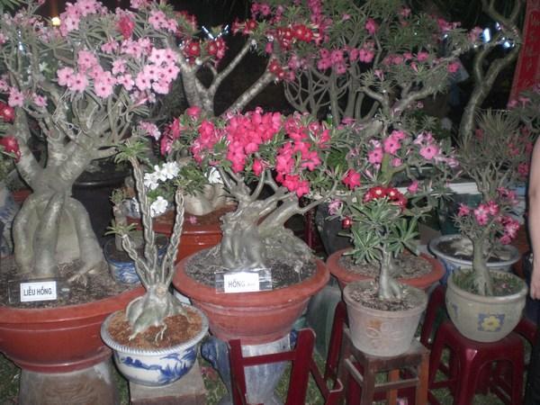 the bonsi trees which were everywhere during tet