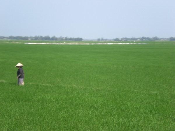 woman in the paddy fields