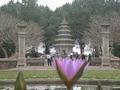 lotus flower and pagoda