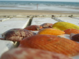 beach findings