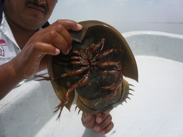 prehistoric crab