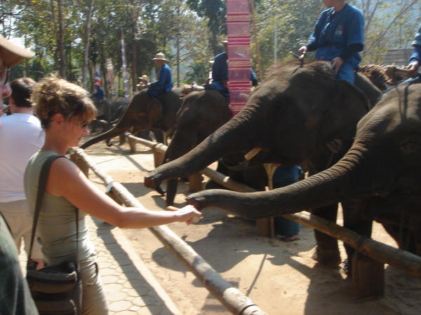 Karen feeding an elephant