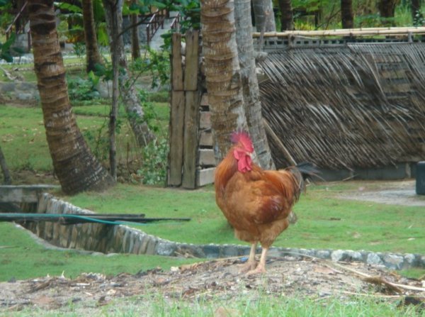 We got used to the crowing cocks somehow.  They start at 3 am, often, like in Greenviews, they could be right under your Nipa hut.  