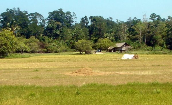 Rice field on the way to the waterfall in Barton 