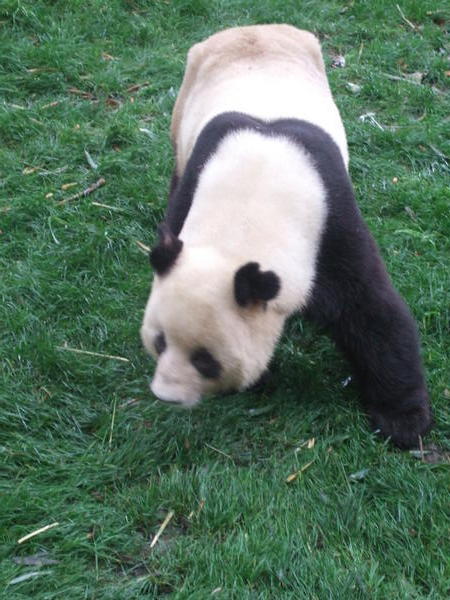 Pandas from Chungdu