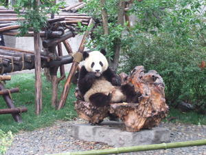 Pandas chilling with bamboo in Chungdu