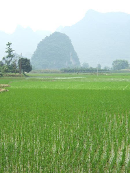 Green, green rice of Yangshuo