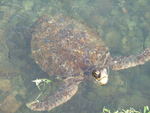 Sea turtle at the aquarium
