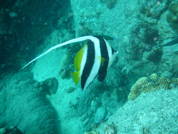 Banner Fish 