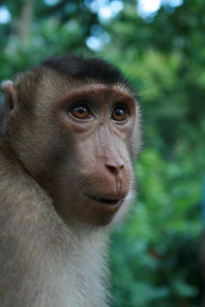 Macaques @ Sepilok