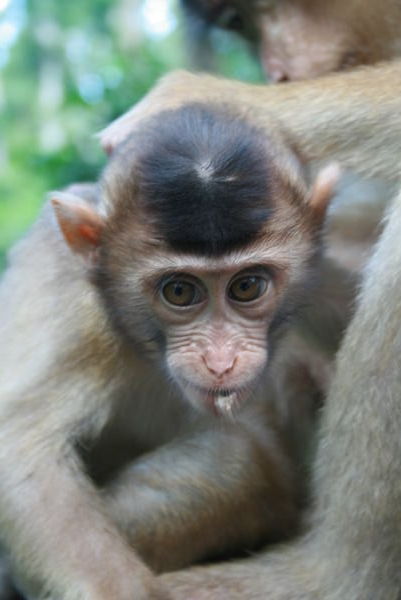 Baby Macaque @ Sepilok