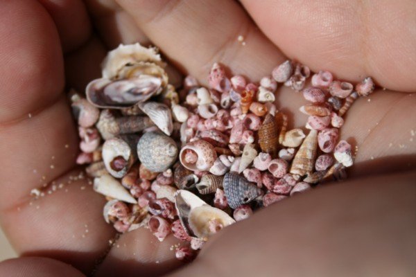 Tiny shells on Rottnest