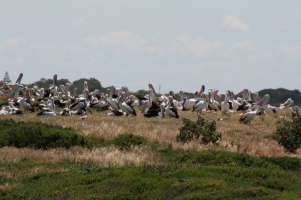 Large colony of nesting pelicans