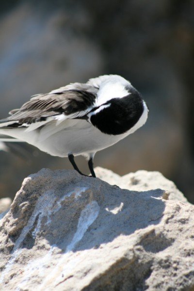  tern on penguin island