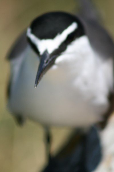  tern on penguin island