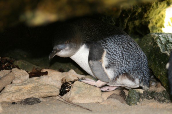 Little penguin in the wild