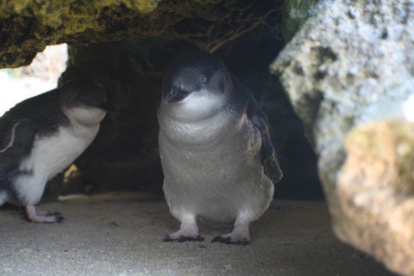 3 little penguins under a rock