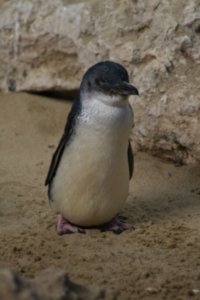 One of the penguins in the discovery centre