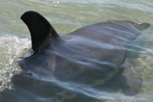 dolphins on the beach in Bunbury