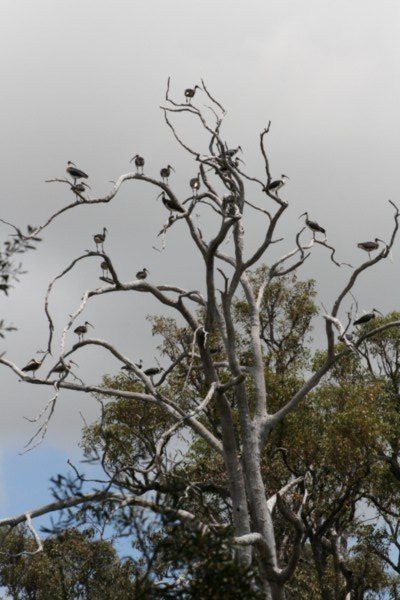 Tree full with birds