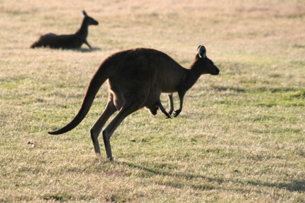 Evening Kangaroo spotting