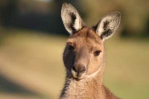 Evening Kangaroo spotting