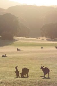 Roos on the golf course