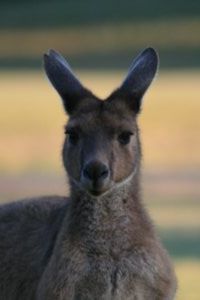 Another kangaroo